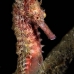 seahorse_thorny_fb_bb_si_v_0590_kom1306.jpg